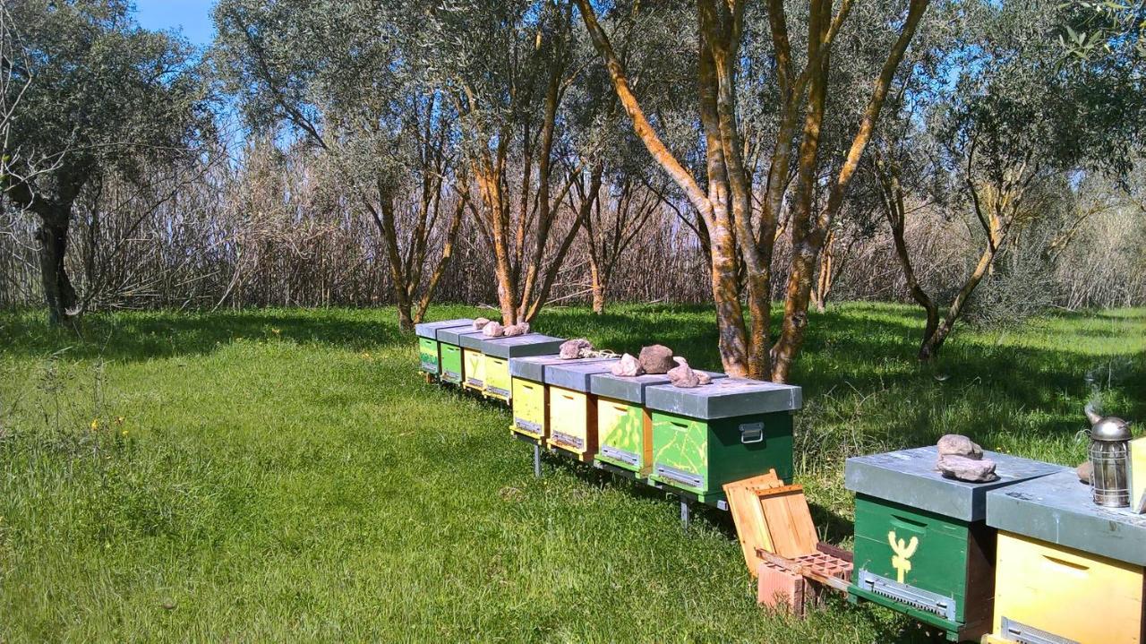 B&B Terra E Paglia Marrùbiu Dış mekan fotoğraf